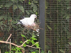 118 Cairns Tropical Zoo